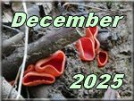december 2025